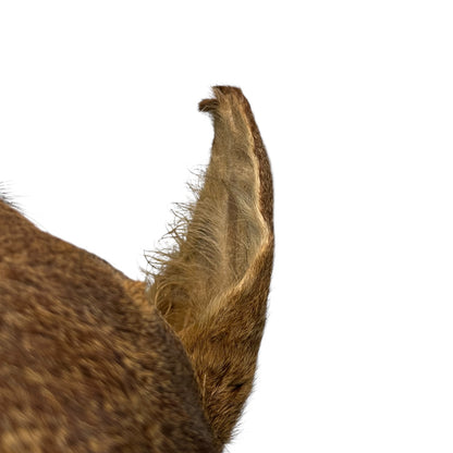 Vintage Taxidermy Roe Deer Head - French Mounted Specimen