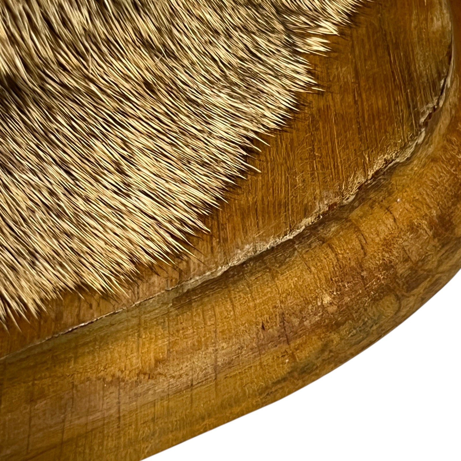 Close-up of a taxidermy mounted deer head against a plain white background.