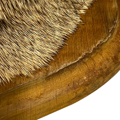 Close-up of a taxidermy mounted deer head against a plain white background.