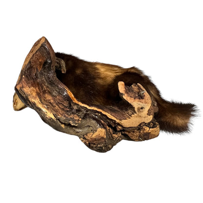Vintage European Polecat Taxidermy Mount – Mustela putorius Natural History Display