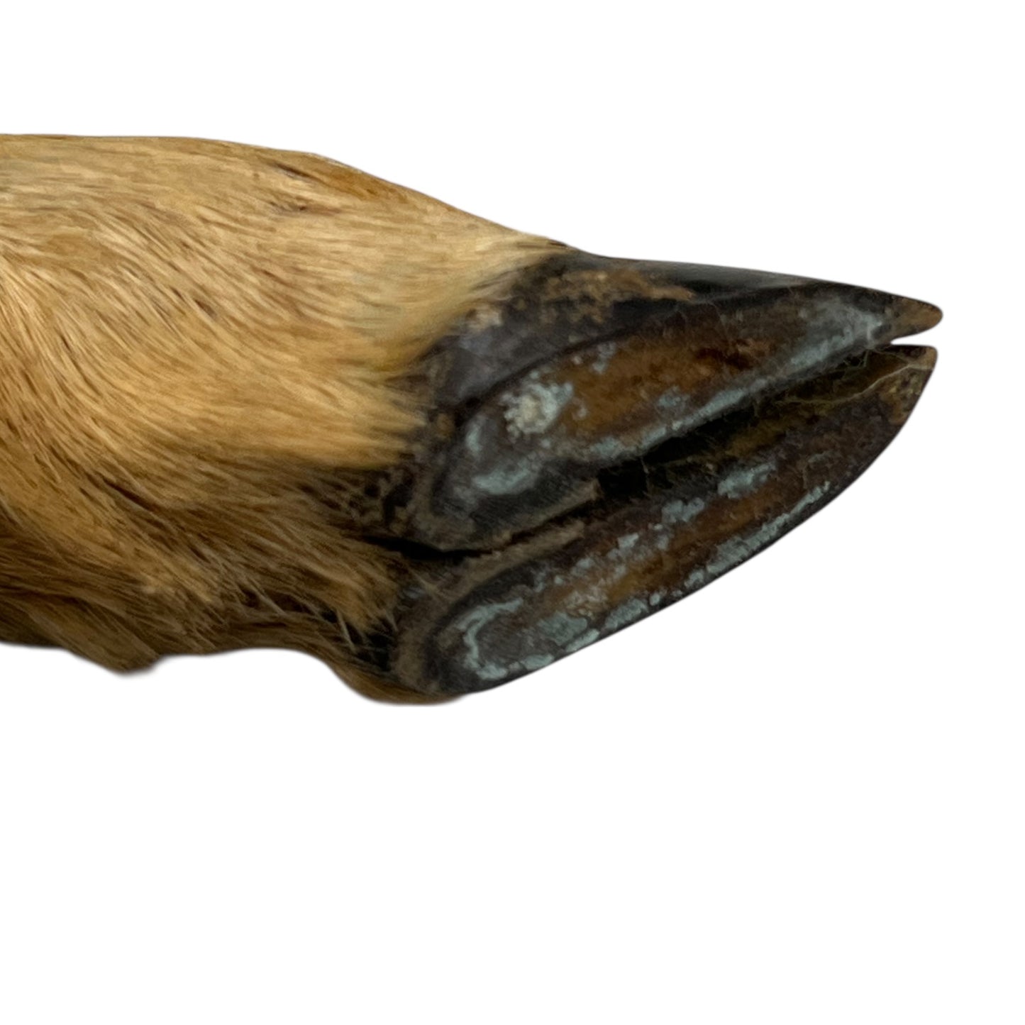 French Deer Hoof Vintage Taxidermy Coat Hooks – Hunting Gift