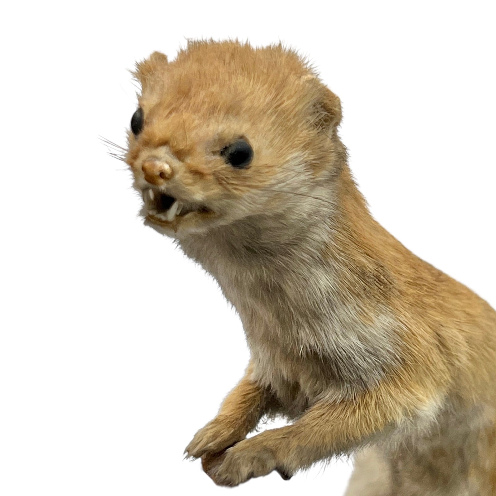 Close-up of a pair of brown weasels on a white background