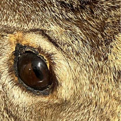 Close-up of a vintage taxidermy deer head against a plain white background.
