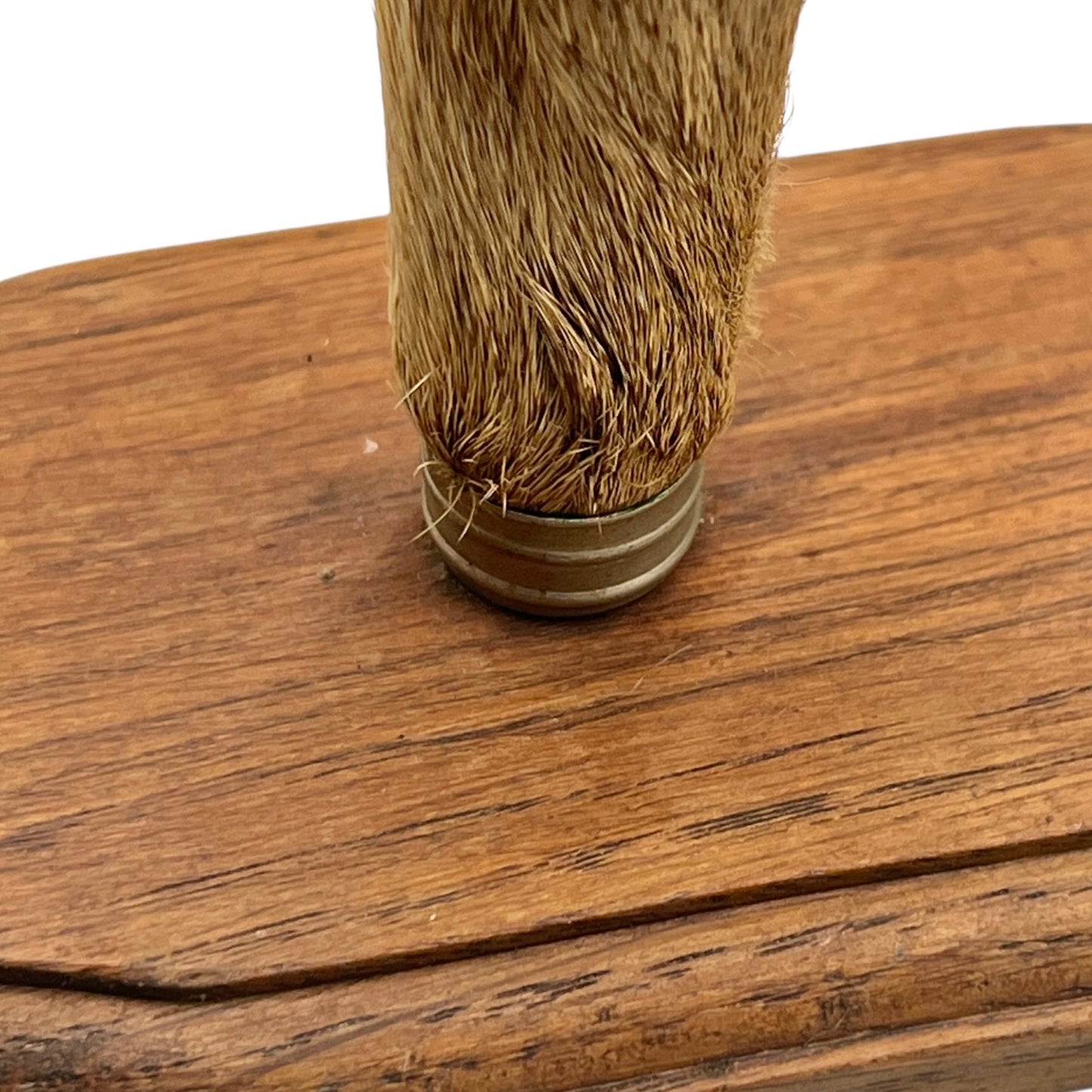 Close up of  French vintage deer hooves on a 2 wooden mounts, ideal for coat hooks - on a white background