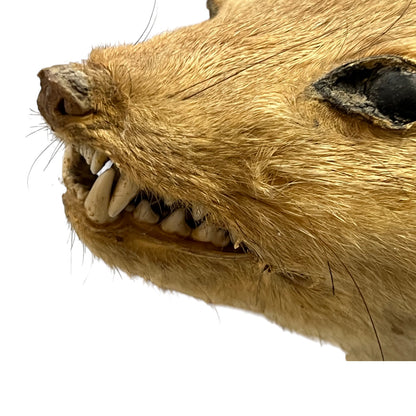 Close-up of a taxidermy animal head with an open mouth on a white background