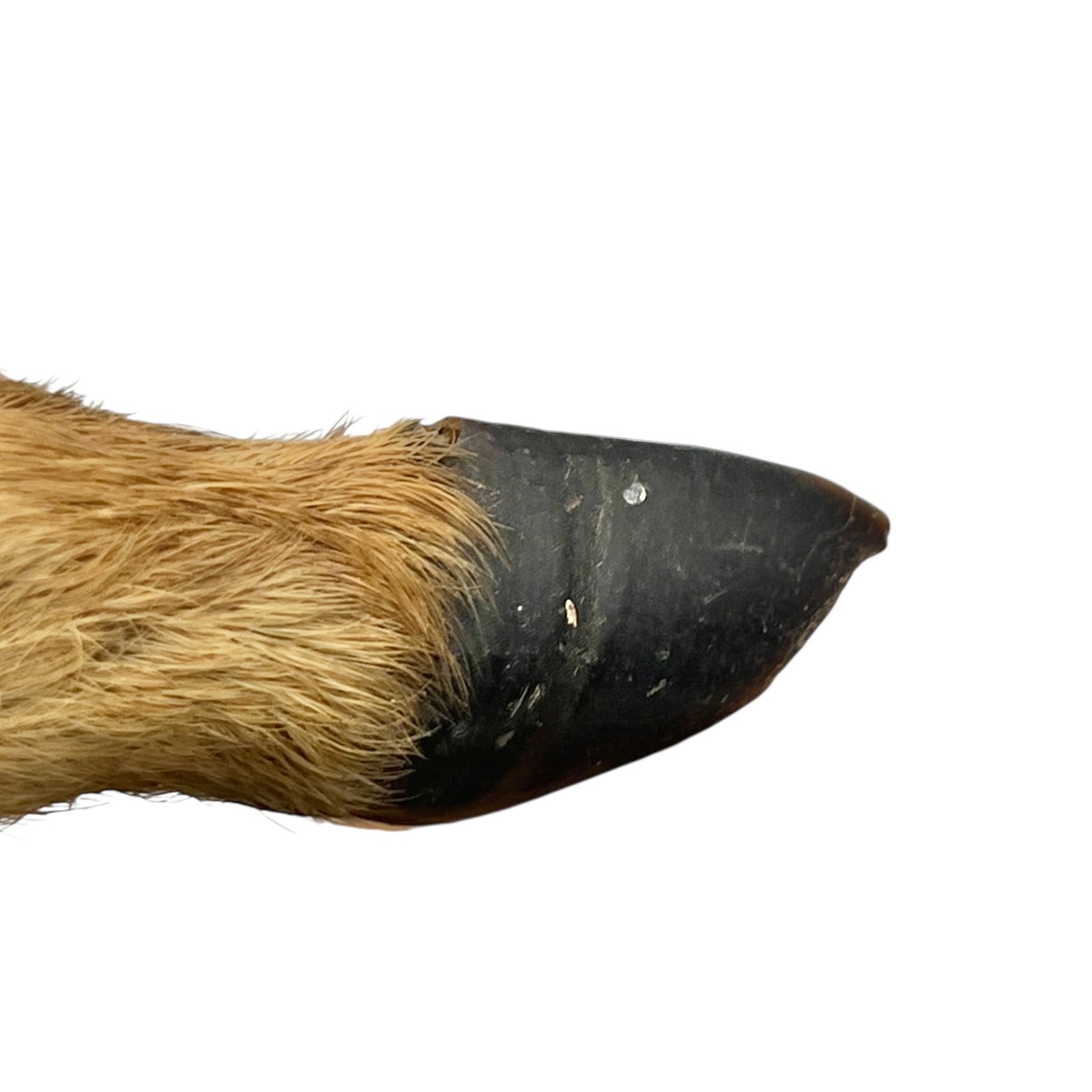 Close-up of a deer hoof on a wooden surface with a white background