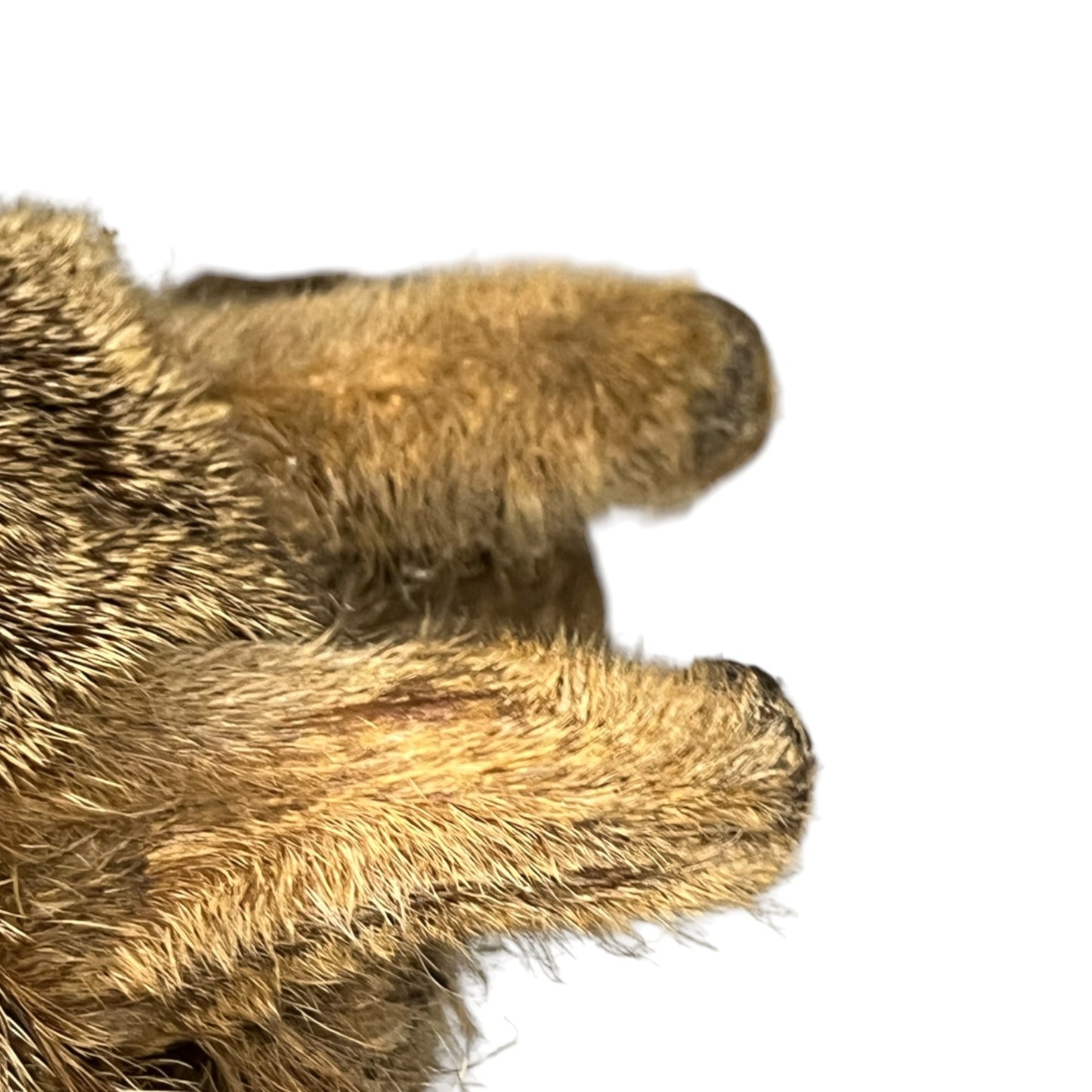 Close-up of a taxidermy deer head against a plain white background.