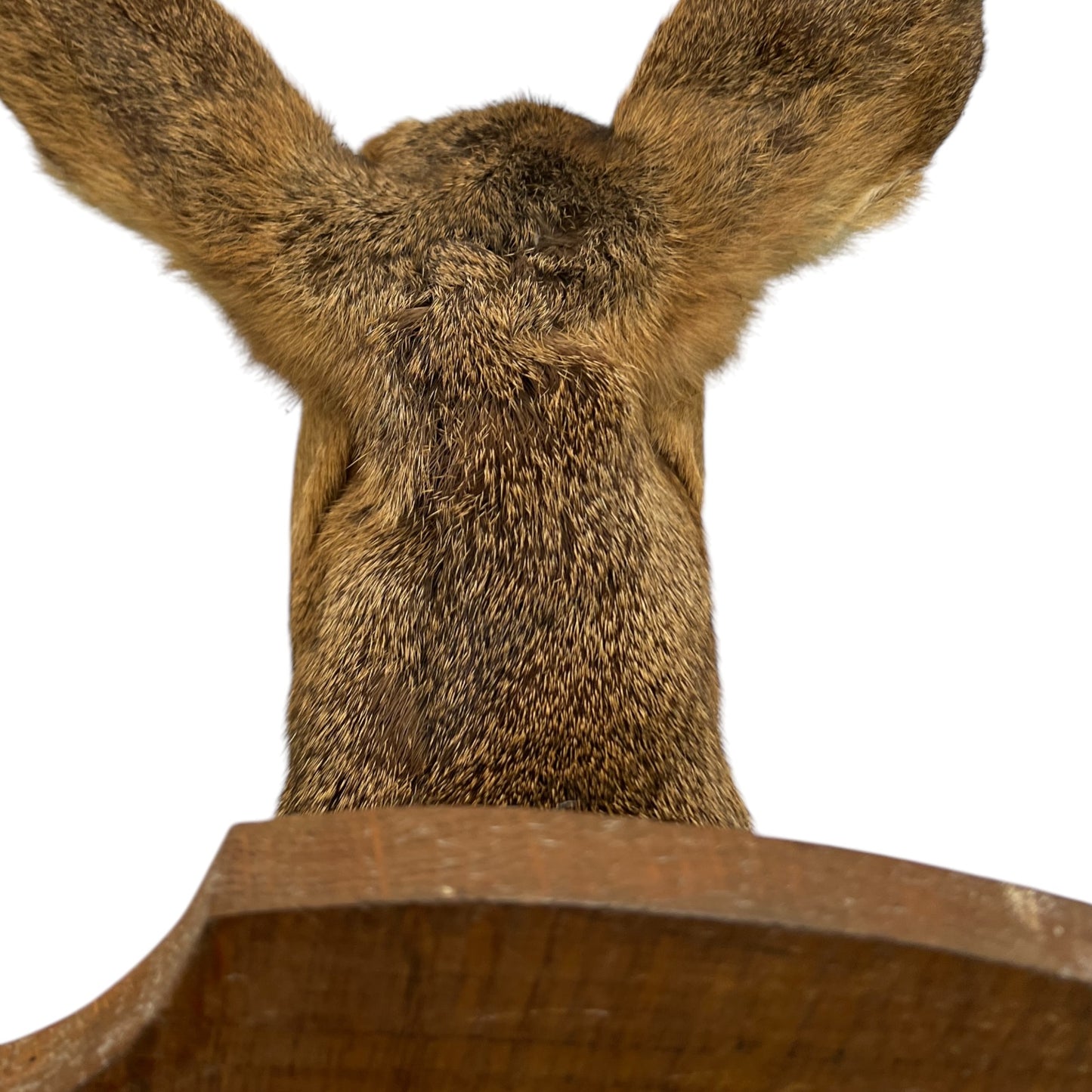 Taxidermy Deer Head, Roe Deer Wall Mounted, Stuffed Mount, Gift for Hunter 