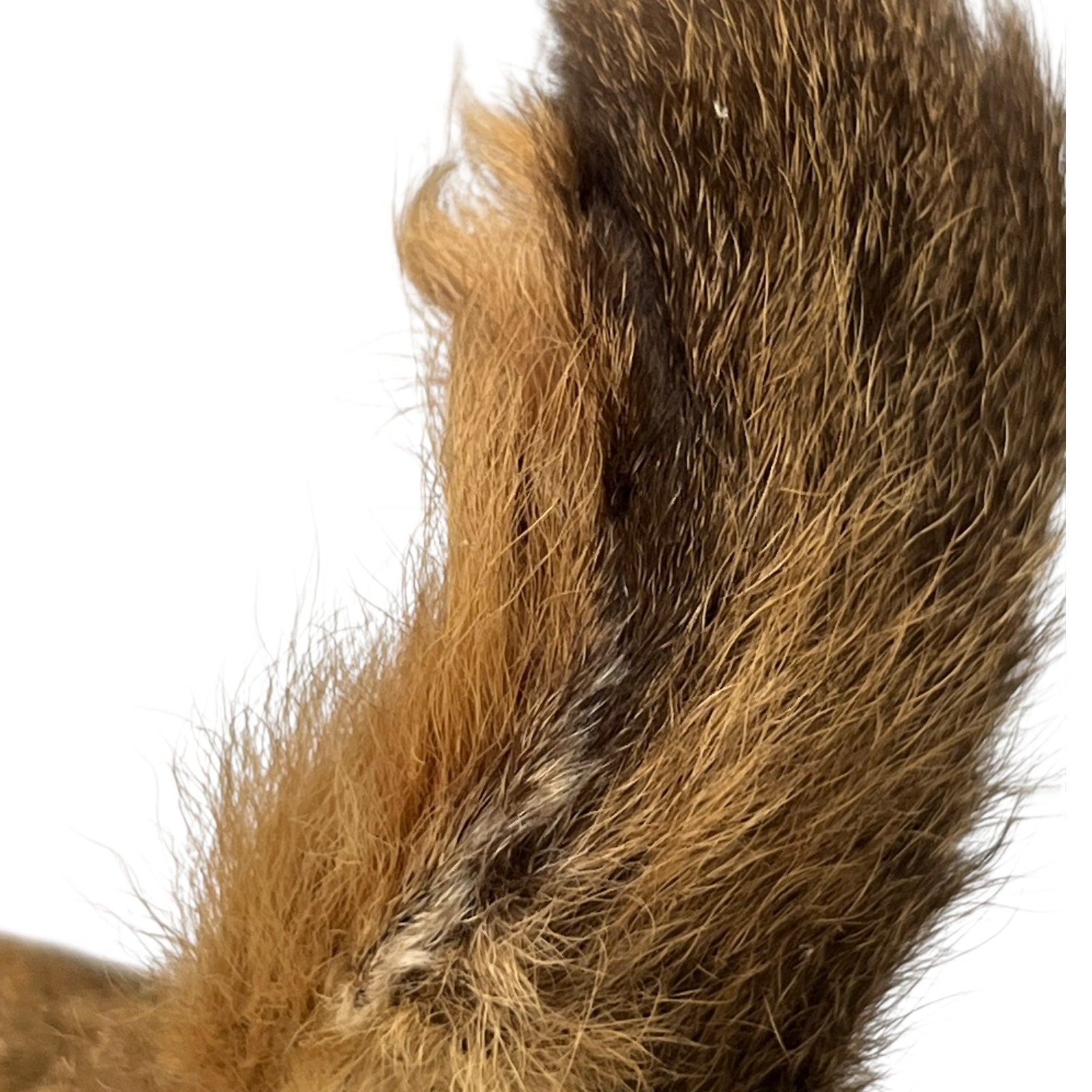 Close-up of a deer ear on a white background