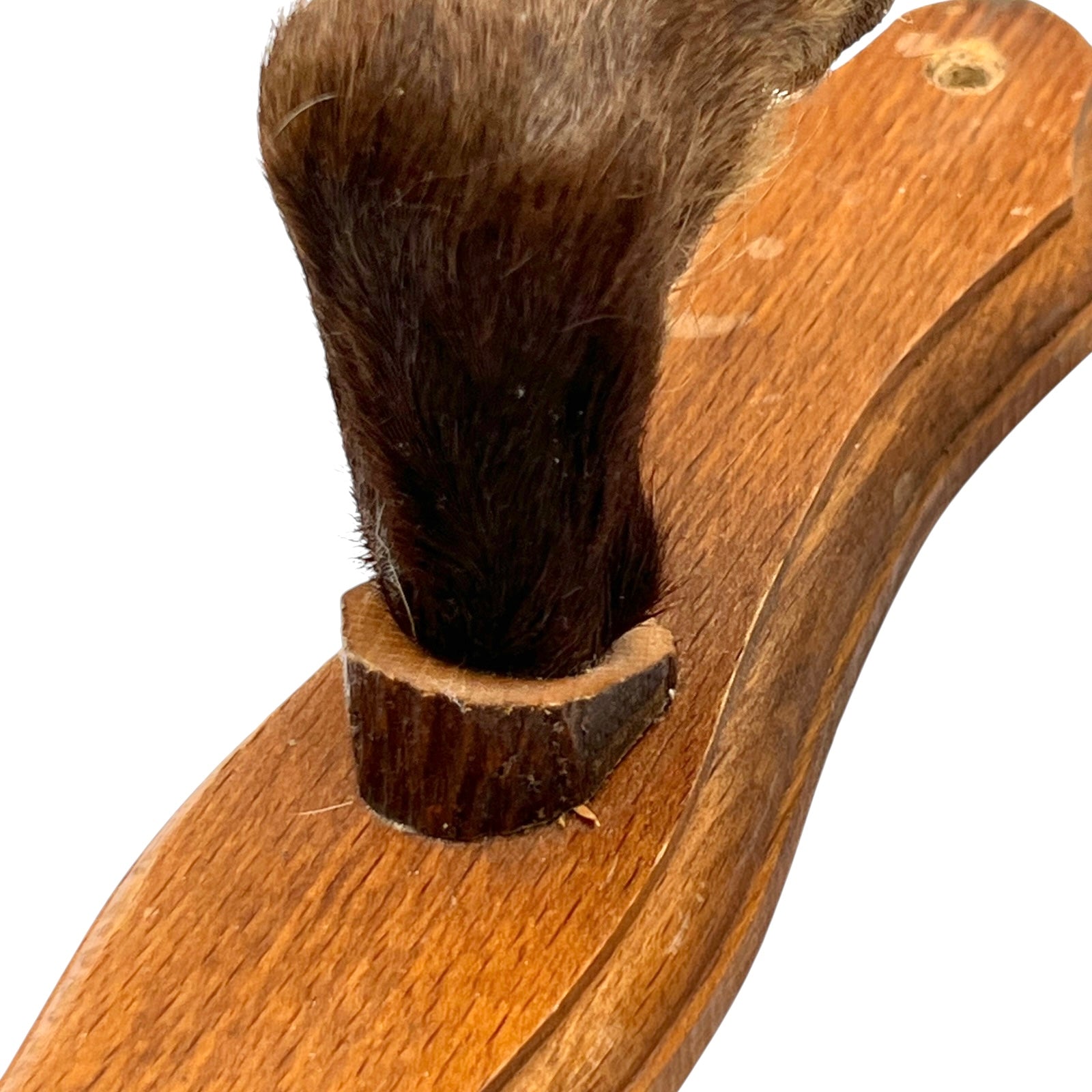 close up of boar hooves on a white background