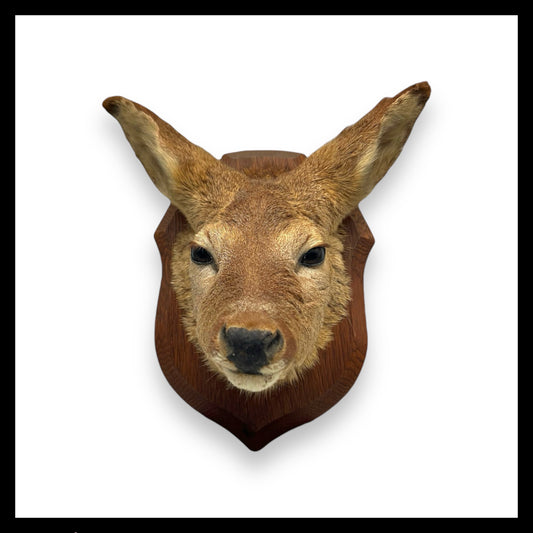 Taxidermy Roe Deer Head Mounted On a Wooden Shield, Good Condition for sale from All Things French Store