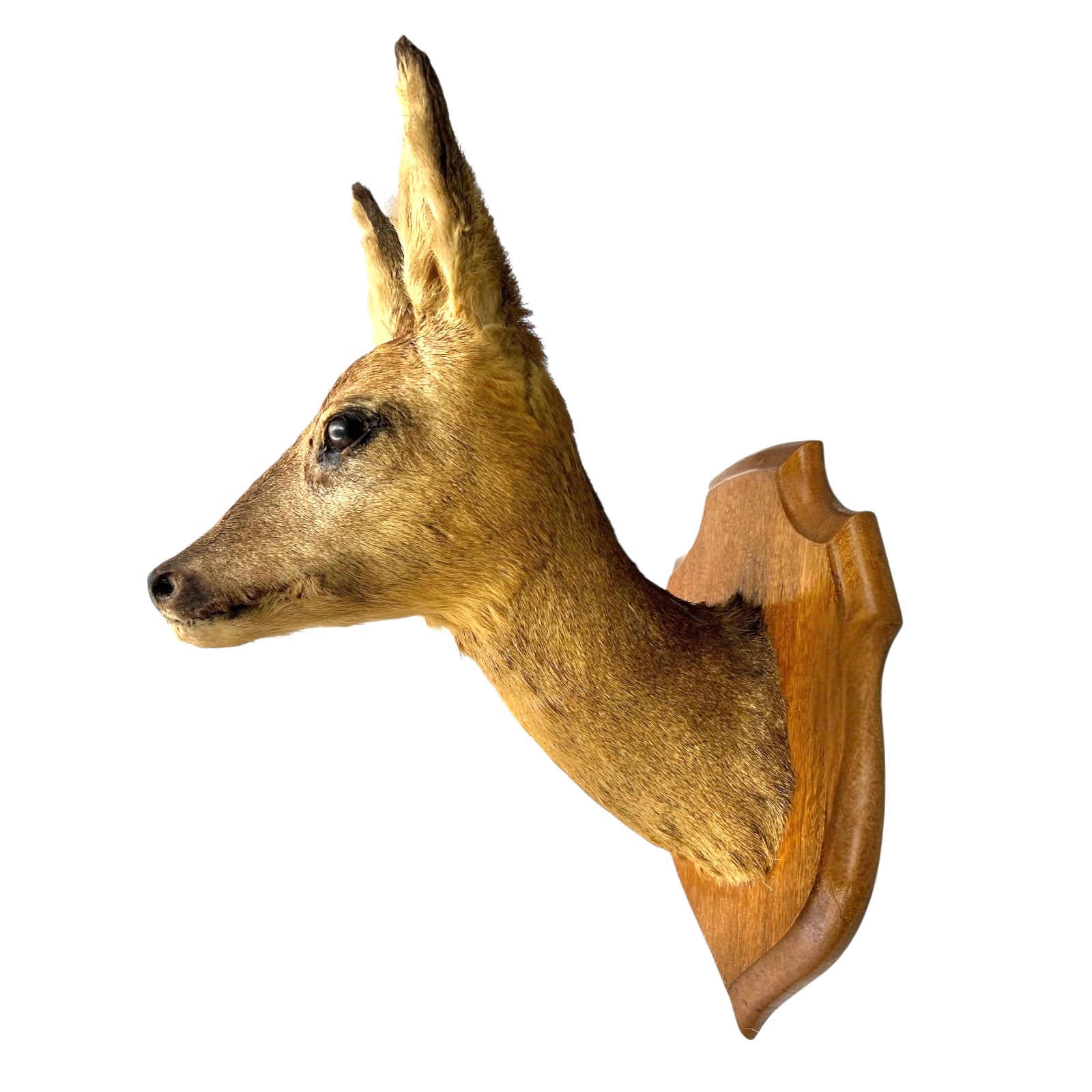 Deer head mount on a wooden base against a white background