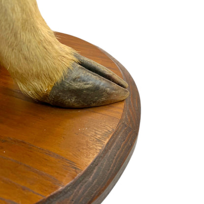 close up of taxidermy plant stand base