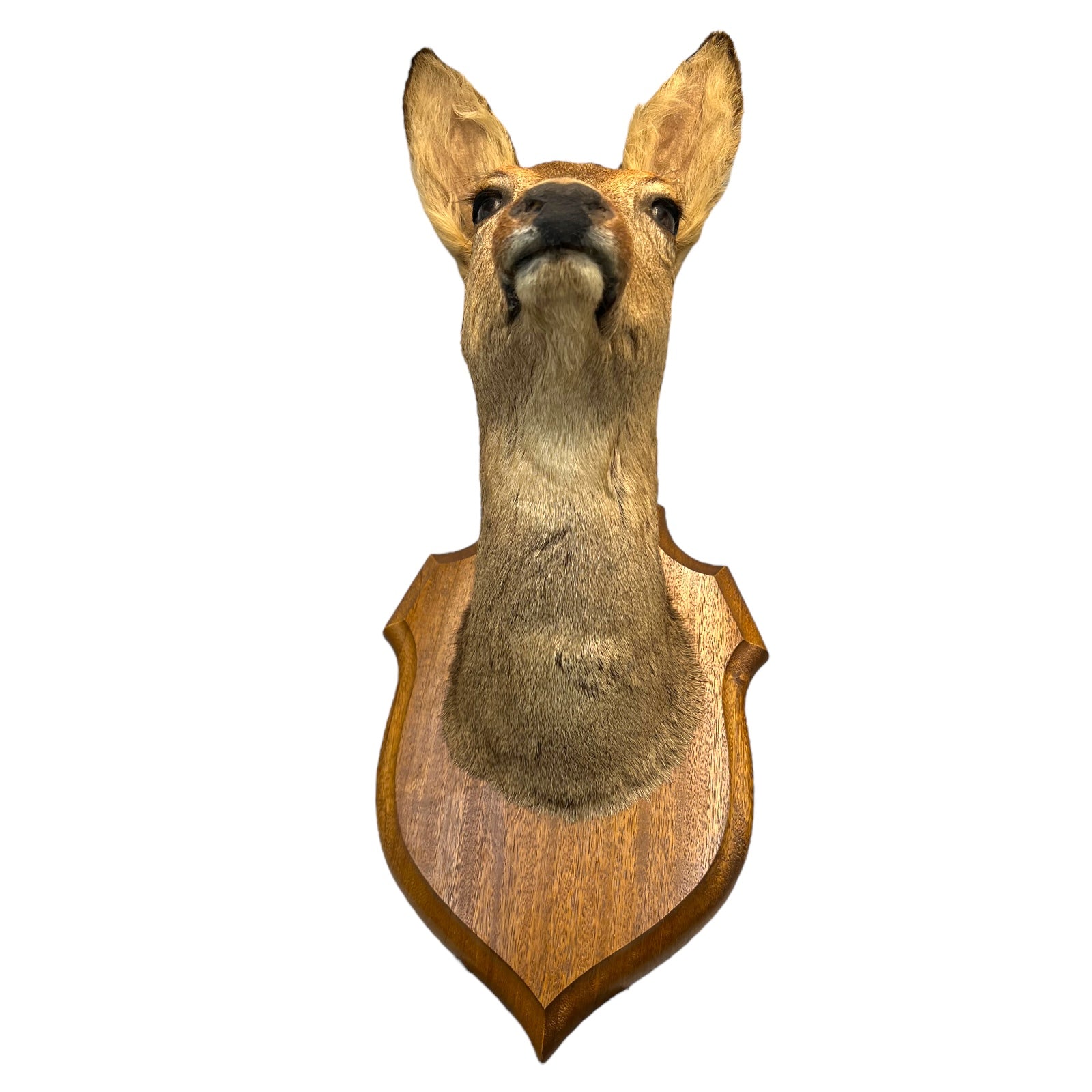 Taxidermy Deer Head, Roe Deer Wall Mounted, Stuffed Mount, Gift for Hunter