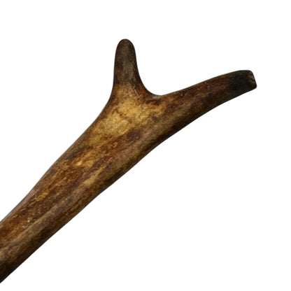 Close-up of a deer antler on a white background