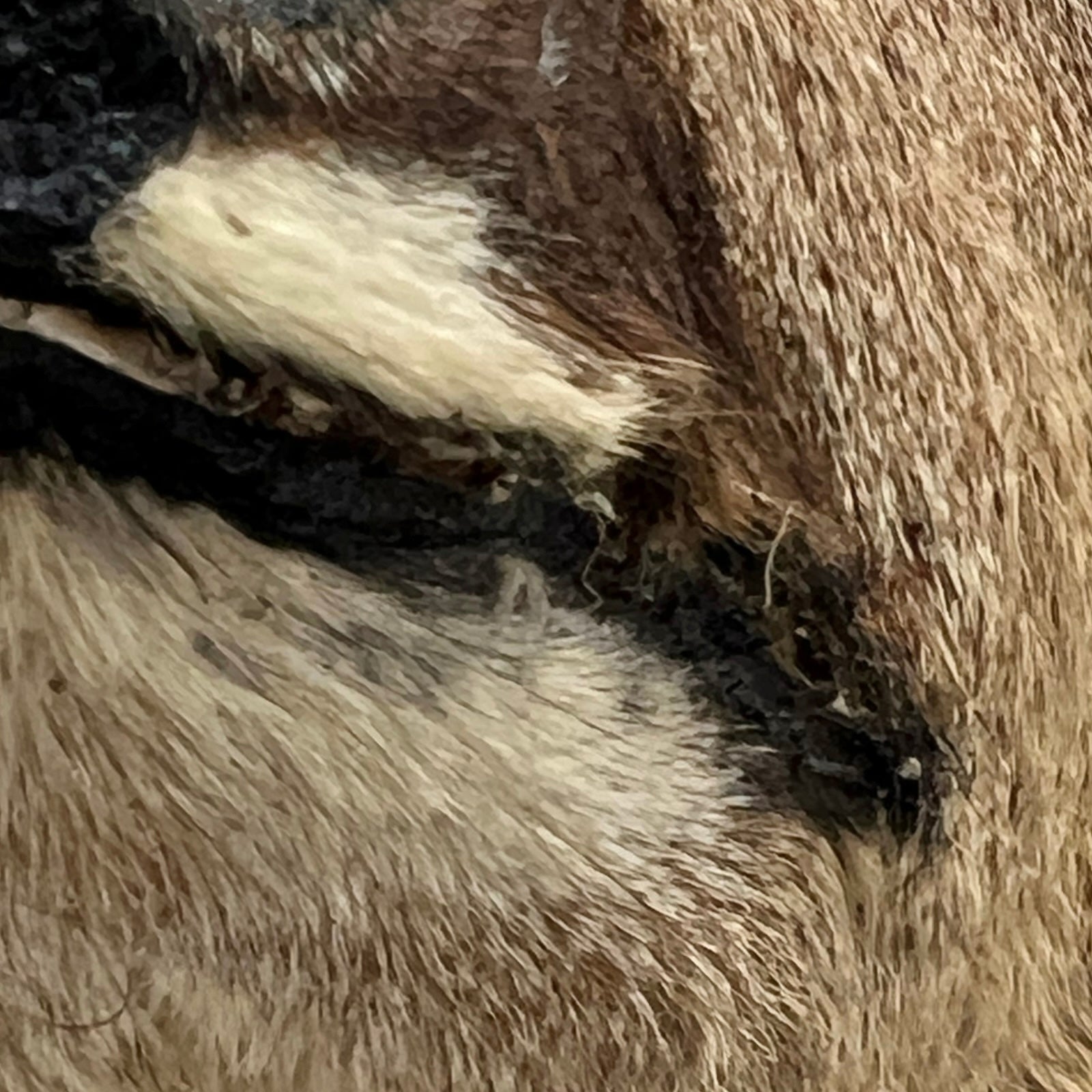 close up of taxidermy head