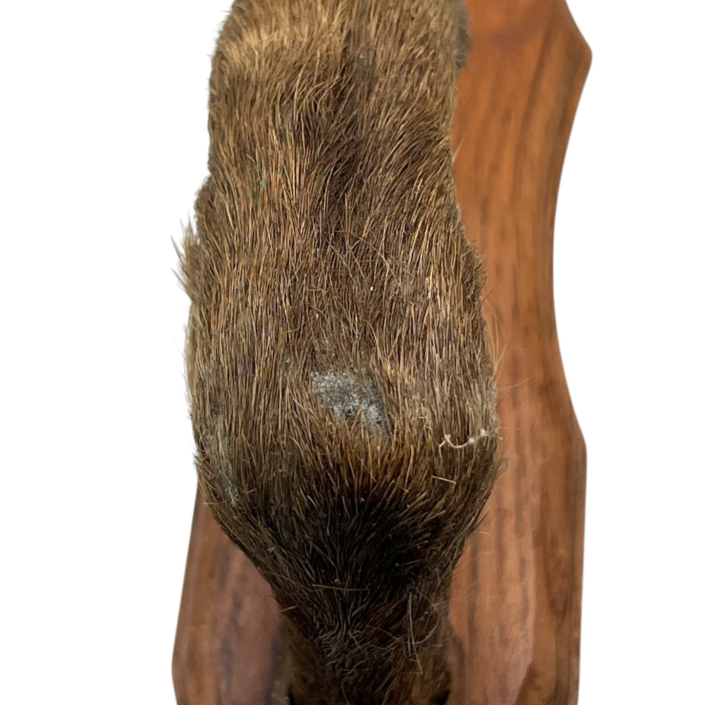 Vintage French Deer Hoof Taxidermy Coat Hooks | Rustic Hunting Wall Hooks