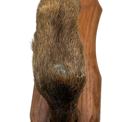 Vintage French Deer Hoof Taxidermy Coat Hooks | Rustic Hunting Wall Hooks