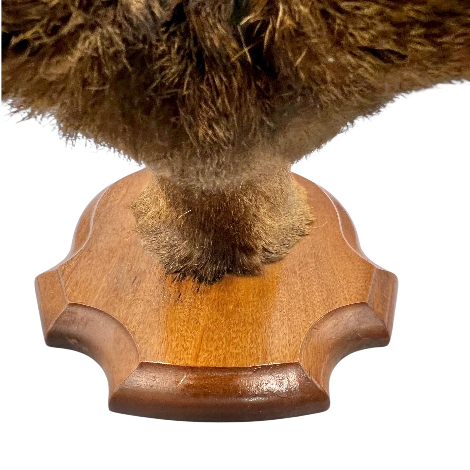 Close-up of a deer mount on a wooden on a white background
