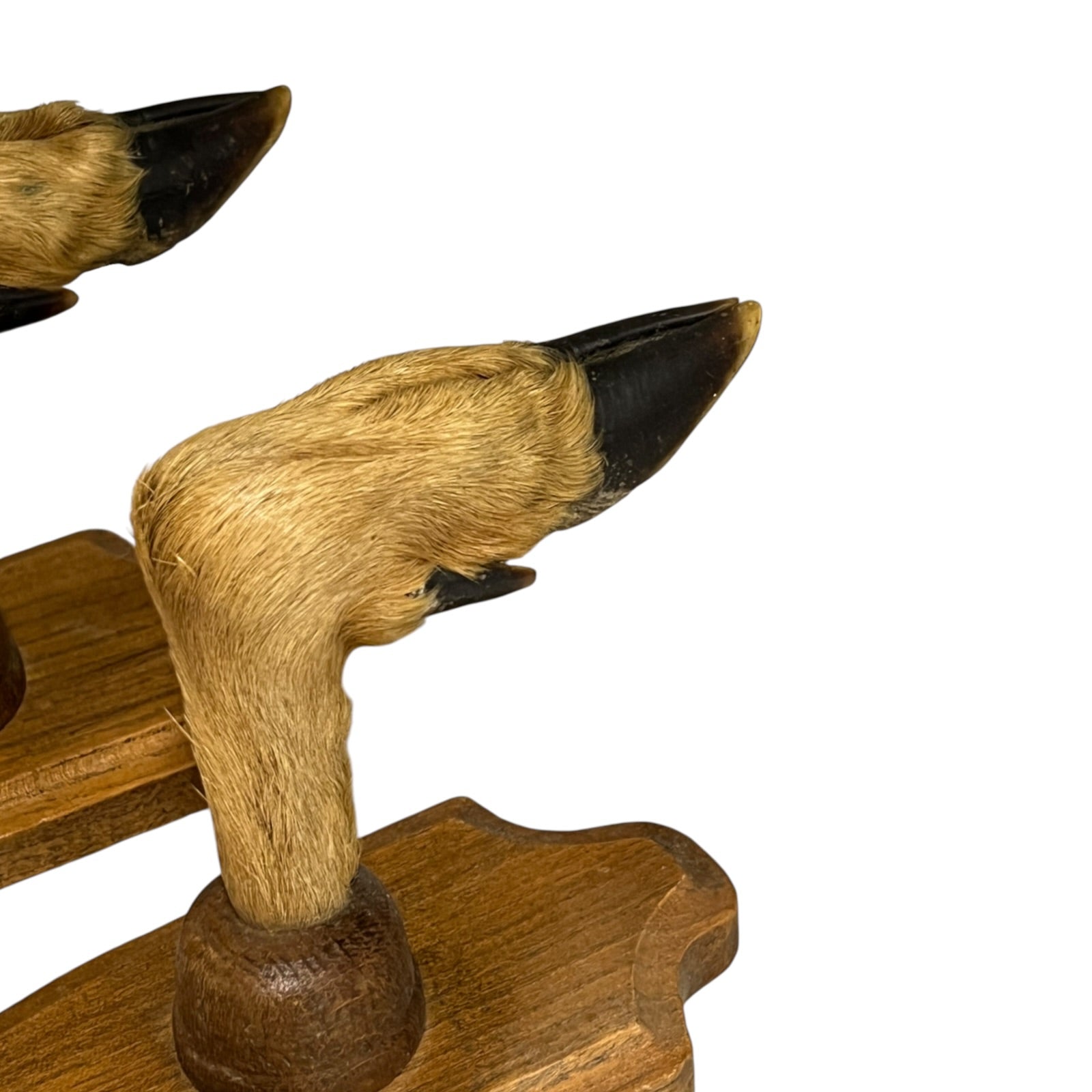 A close-up of a taxidermy animal hoof mounted on a carved wooden display stand, with part of another paw visible at the top left against a plain white background.