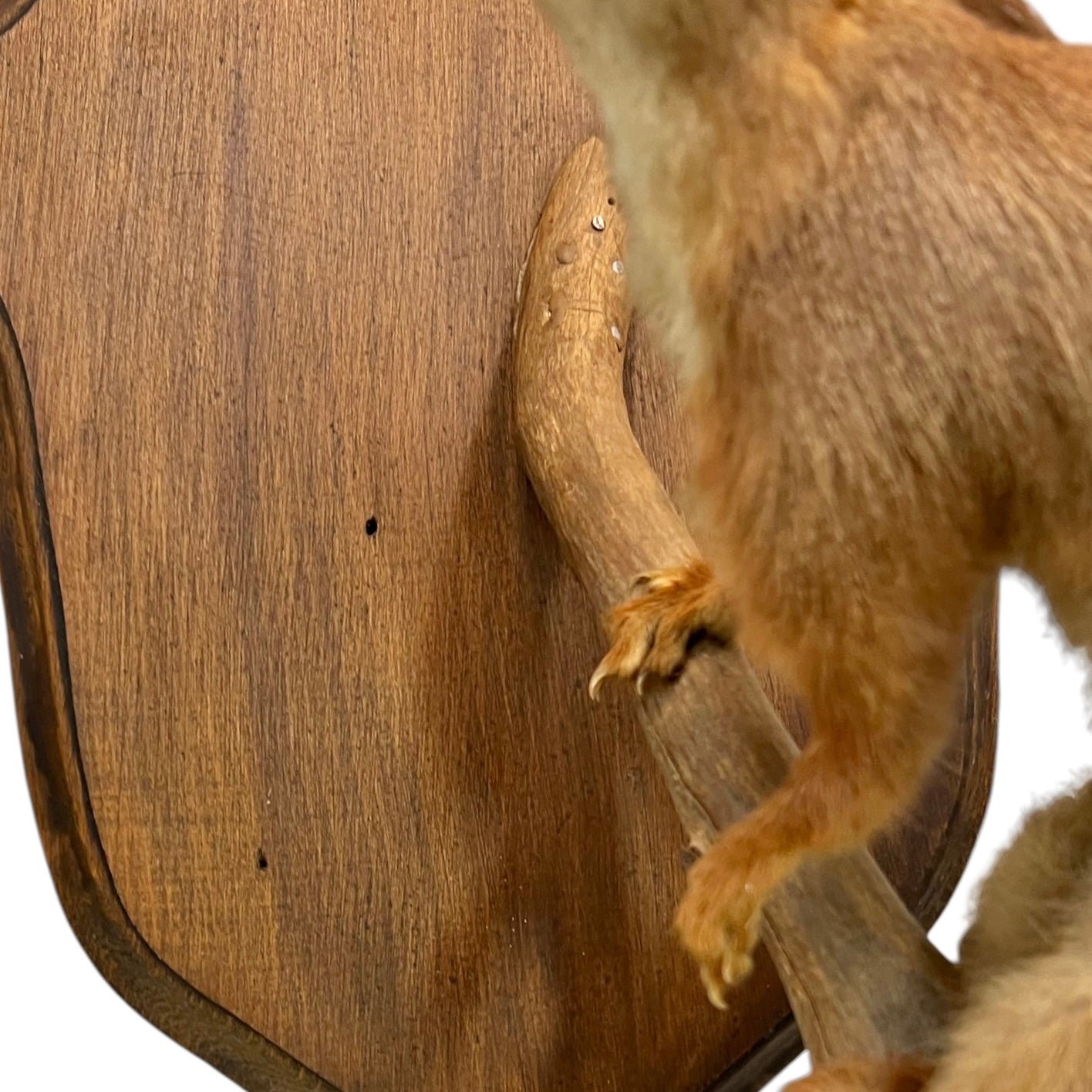 Close up of a taxidermy red squirrel on a white background 