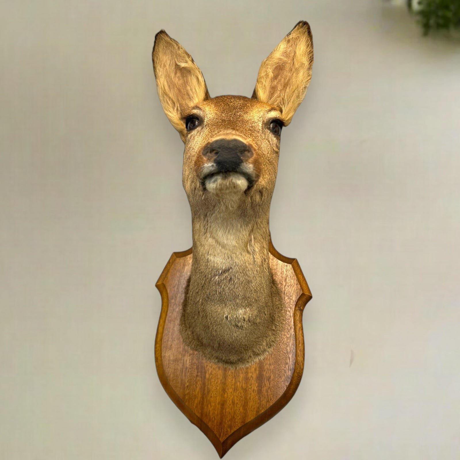 Taxidermy Deer Head, Roe Deer Wall Mounted, Stuffed Mount, Gift for Hunter