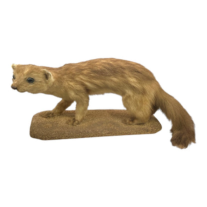 Taxidermy pine marten on a white background