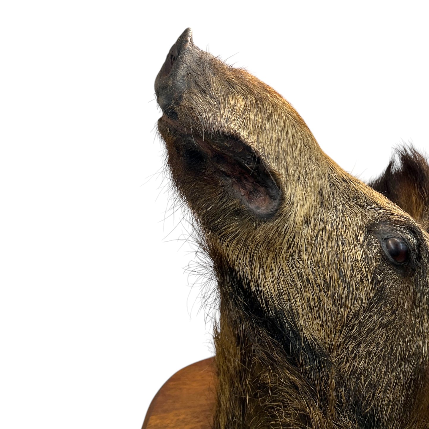 Taxidermy Wild Boar, French Vintage Adult Boar Head Mount