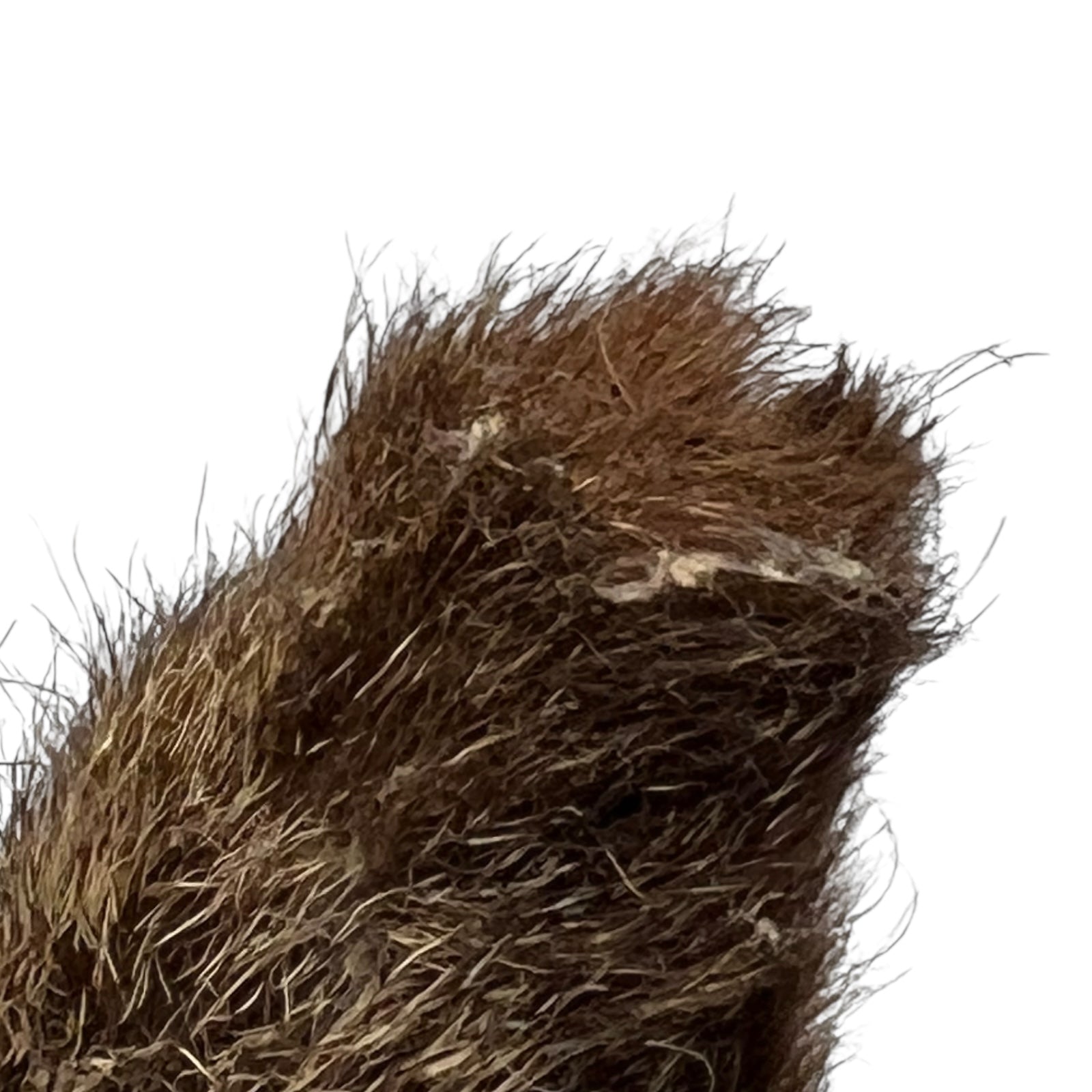 Close-up of a brown deer ear on a white background