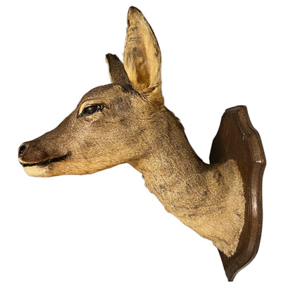 Vintage French Roe Deer Doe Taxidermy Head – Wooden Shield Wall Mount