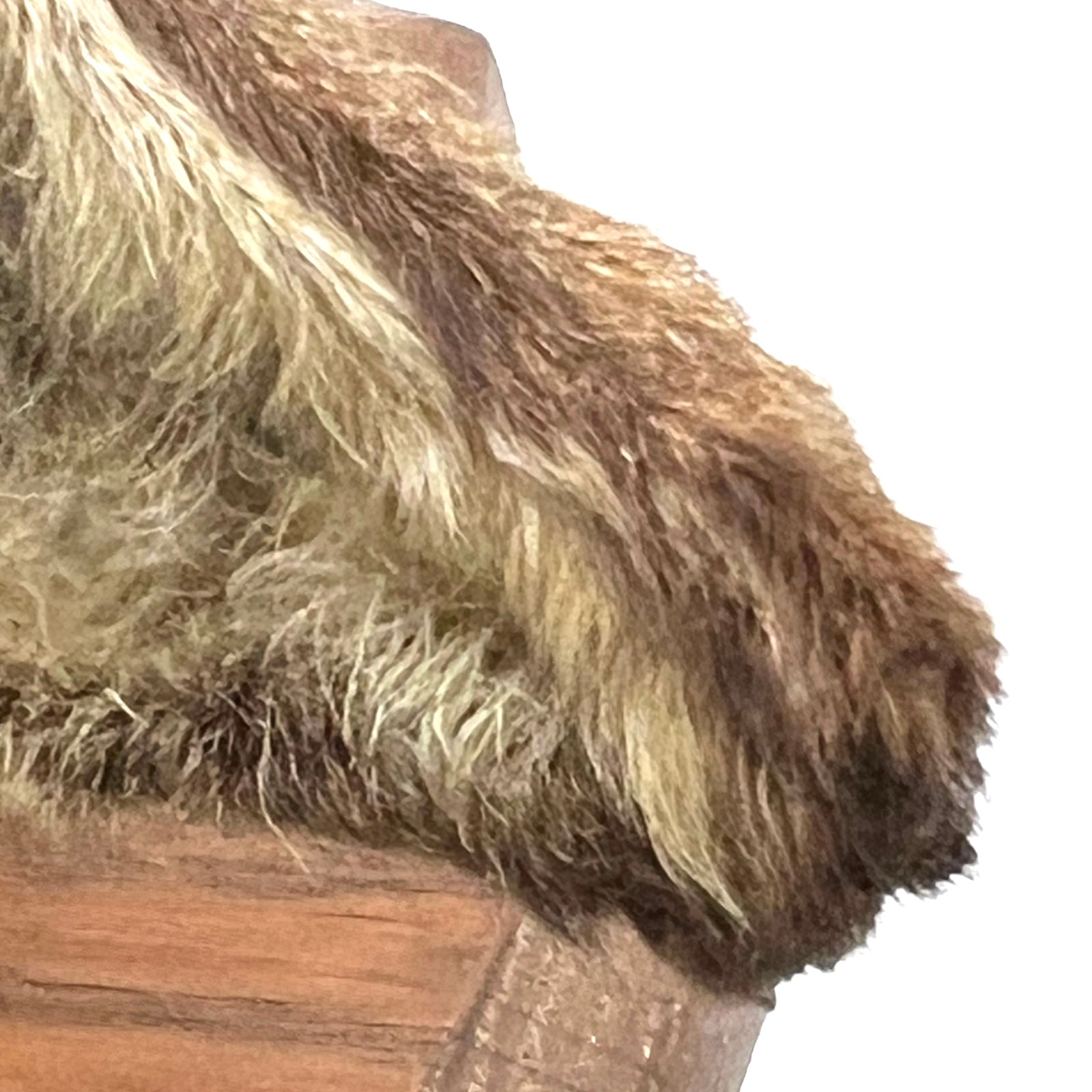 close up of taxidermy ear