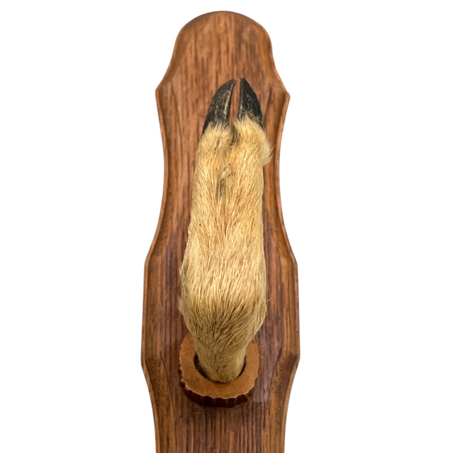 French Deer Hoof Vintage Taxidermy Coat Hooks – Hunting Gift