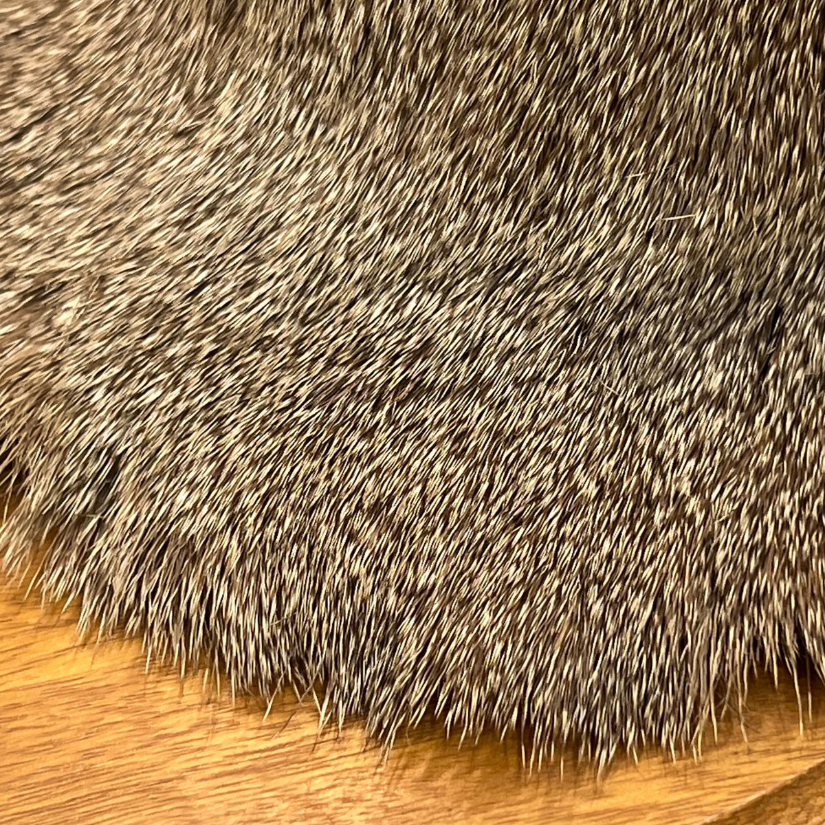 Close up of mounted deer head 