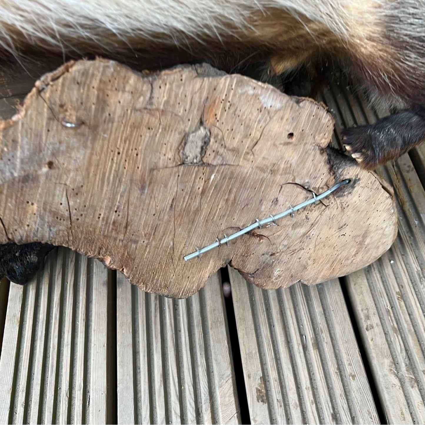 French Taxidermy Badger Adult Mounted on a Log Base in Standing Position