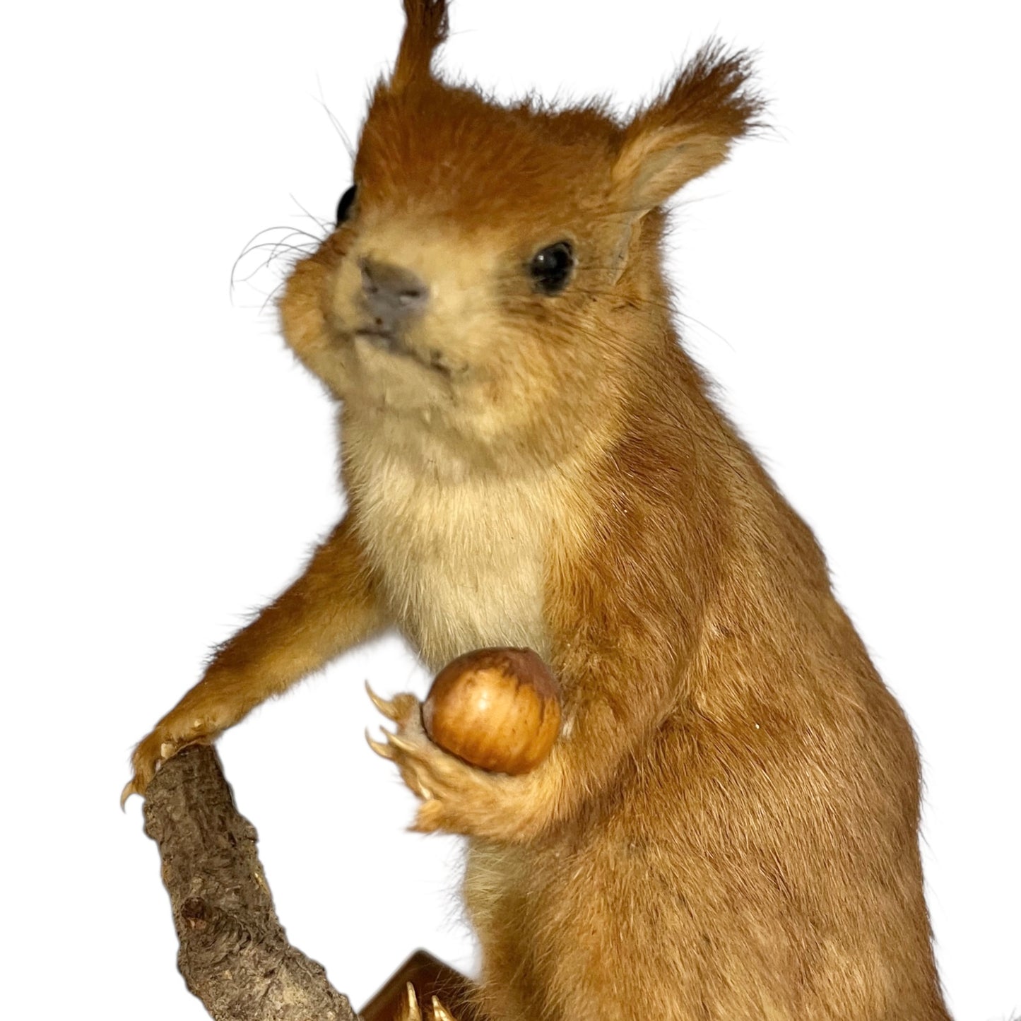 Close-up of a red squirrel on a white background