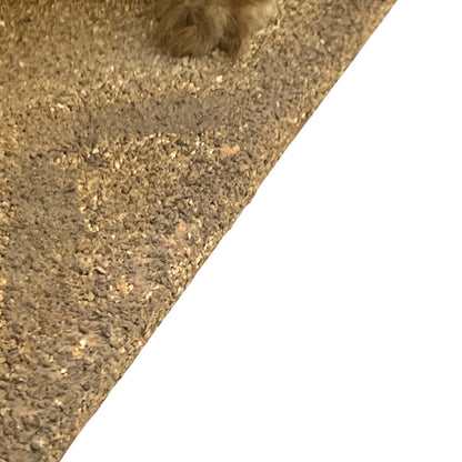 Close up of taxidermy animal on a white background