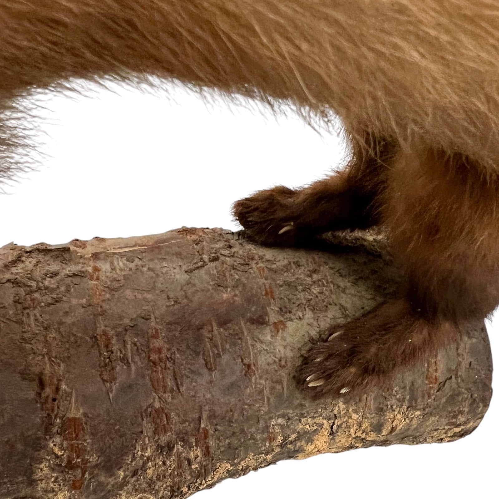 Close-up of a taxidermy small stoat-like animal against a white background.