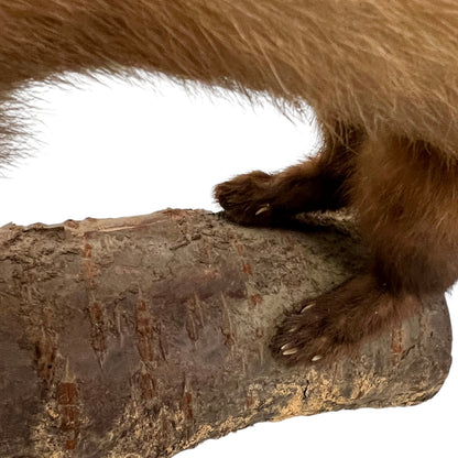 Close-up of a taxidermy small stoat-like animal against a white background.