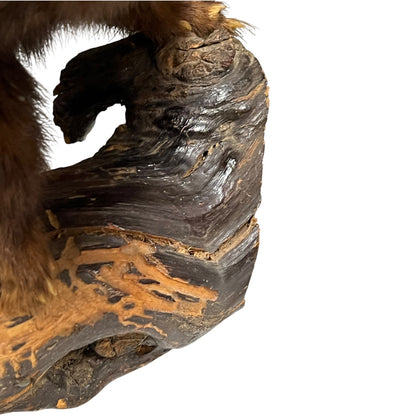 Vintage European Polecat Taxidermy Mount – Mustela putorius Natural History Display