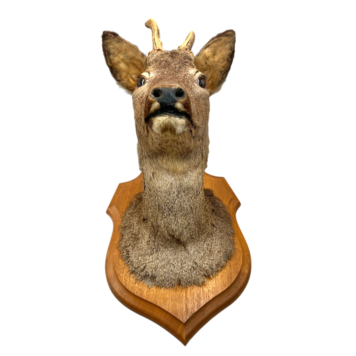 A taxidermy deer head mount with small antlers on a carved wooden shield plaque, isolated on a white background.