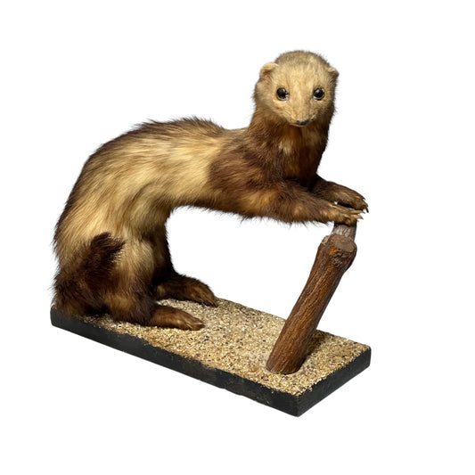 Small French vintage taxidermy stoat or weasel in a half standing position on a wooden gravelled covered mount, brown and beige in colour, ideal for a taxidermy collection, set on a white background