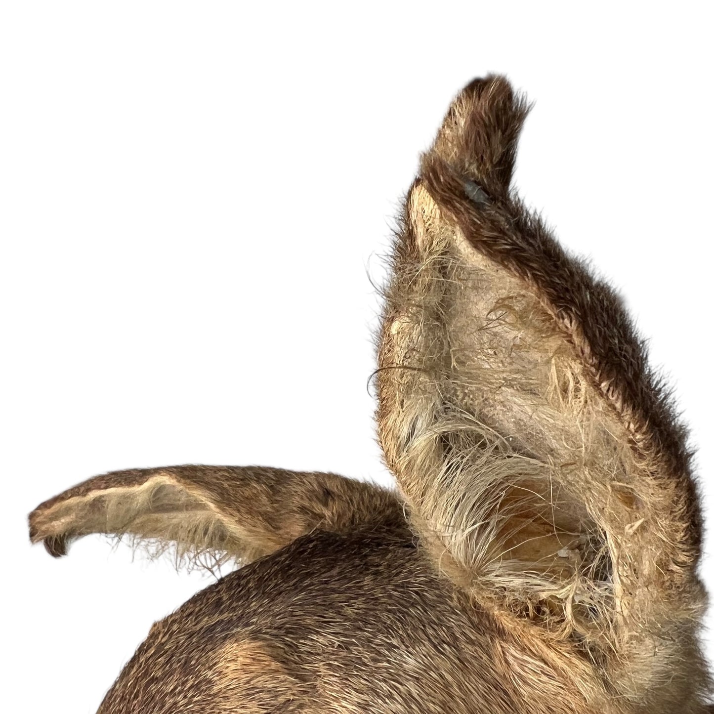 Vintage Taxidermy Roe Deer Head - French Mounted Specimen