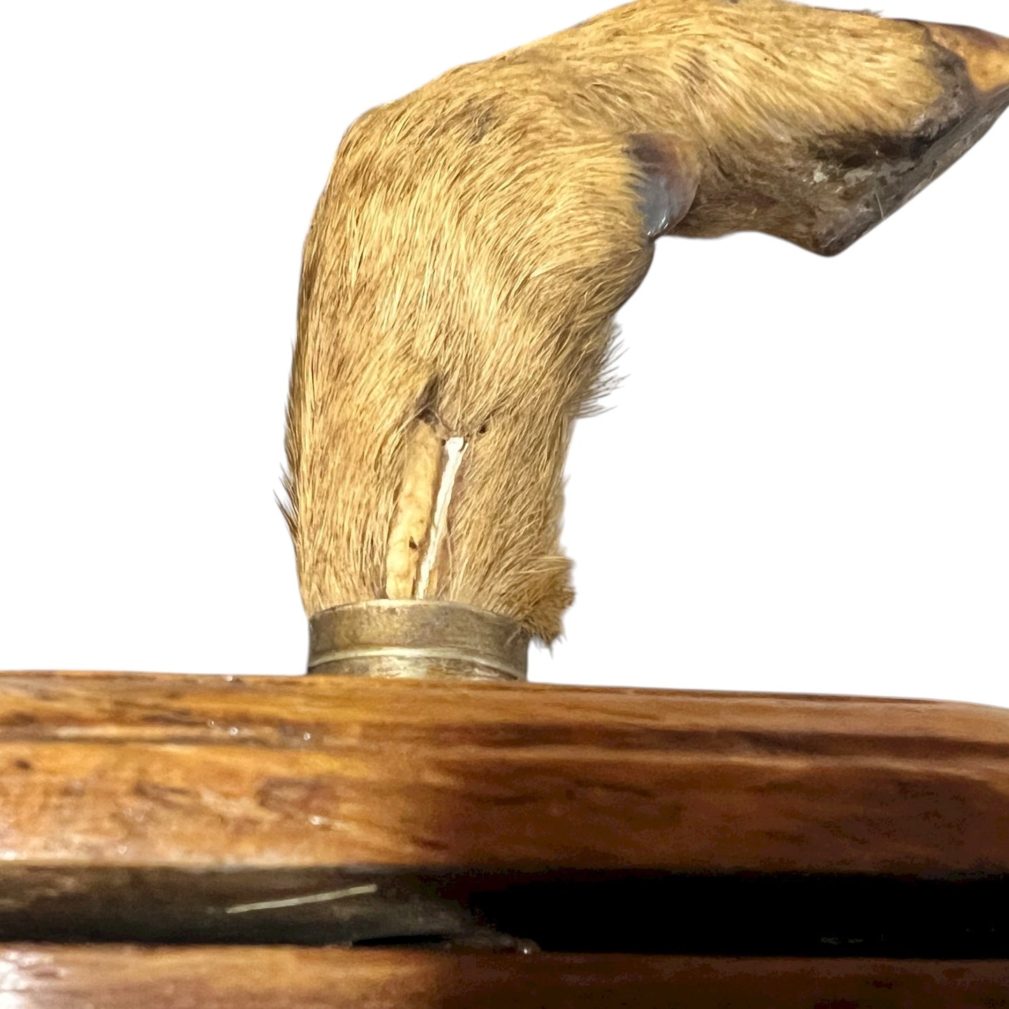 close up of deer hooves on a white background