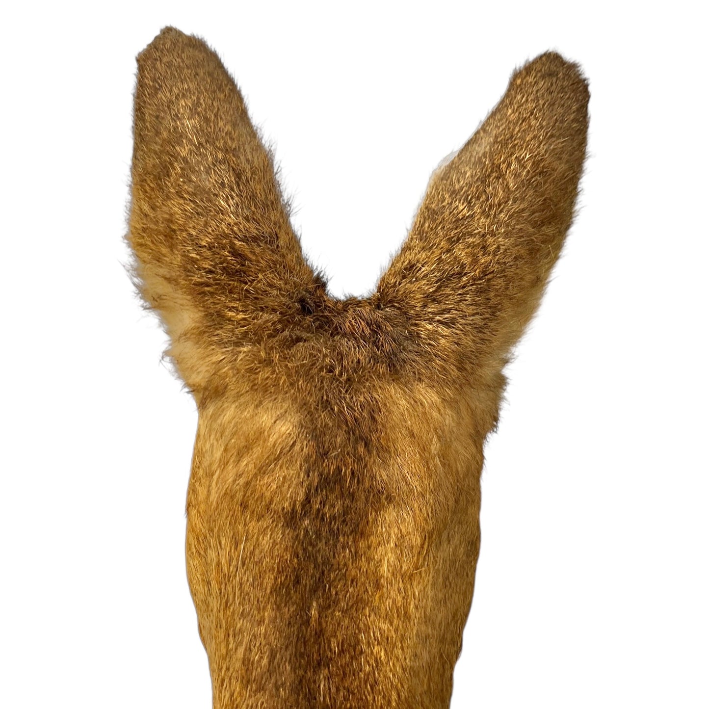 Close-up of a deer mount on a wooden on a white background