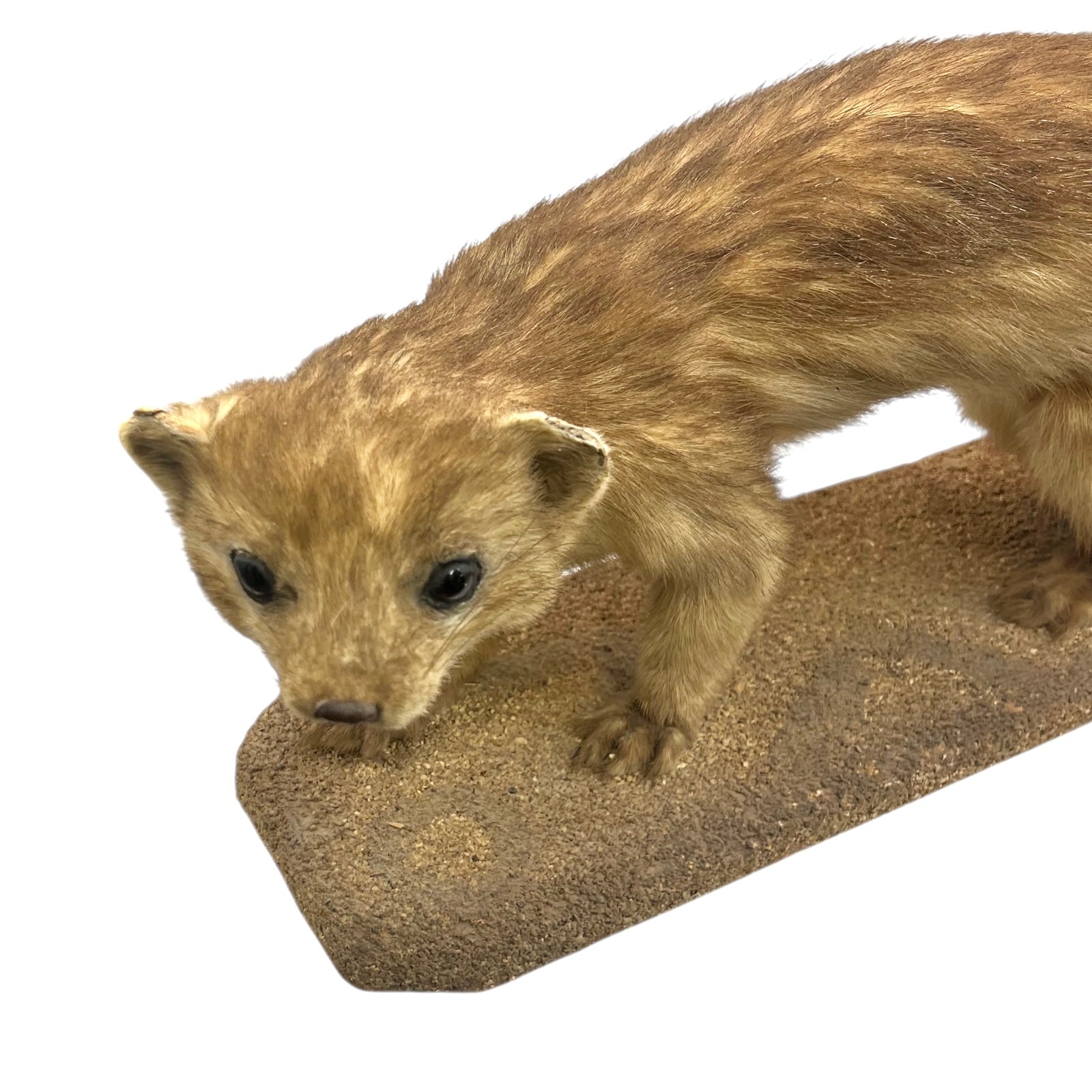 Close up of taxidermy animal on a white background