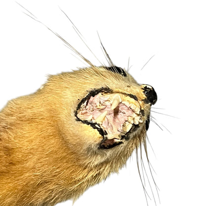 Close up of a taxidermy weasel on a white background