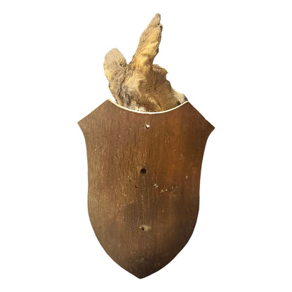 Close-up of a taxidermy deer head on a white background