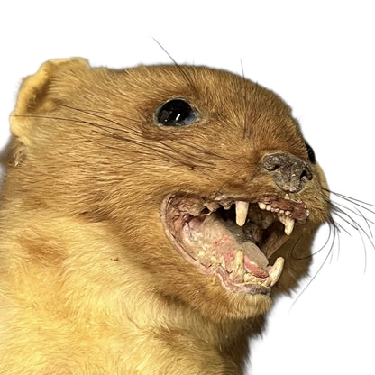 Close-up of a taxidermy small animal with a white background