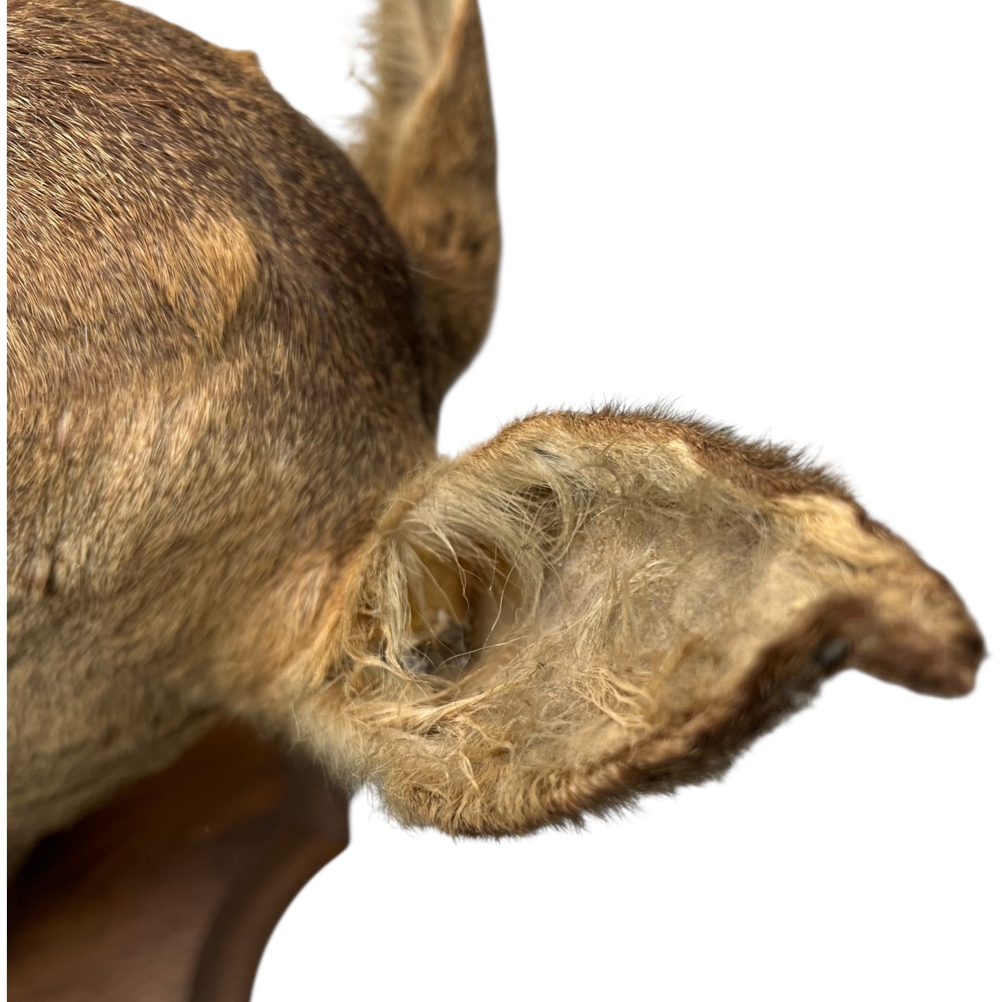 Vintage Taxidermy Roe Deer Head - French Mounted Specimen