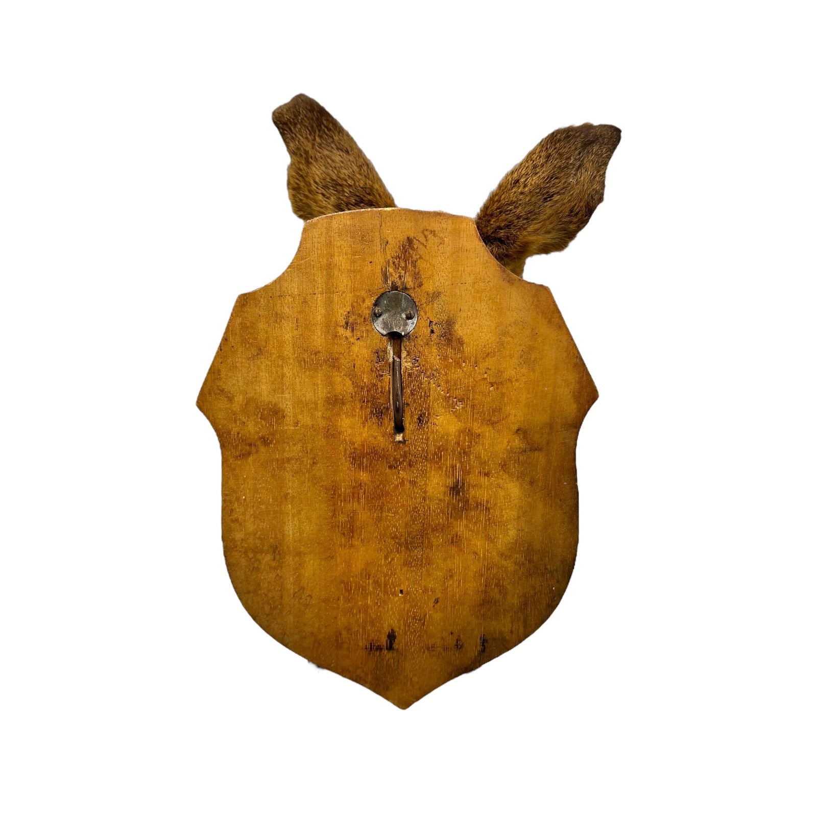 Taxidermy Roe Deer Head Mounted On a Wooden Shield, Good Condition 